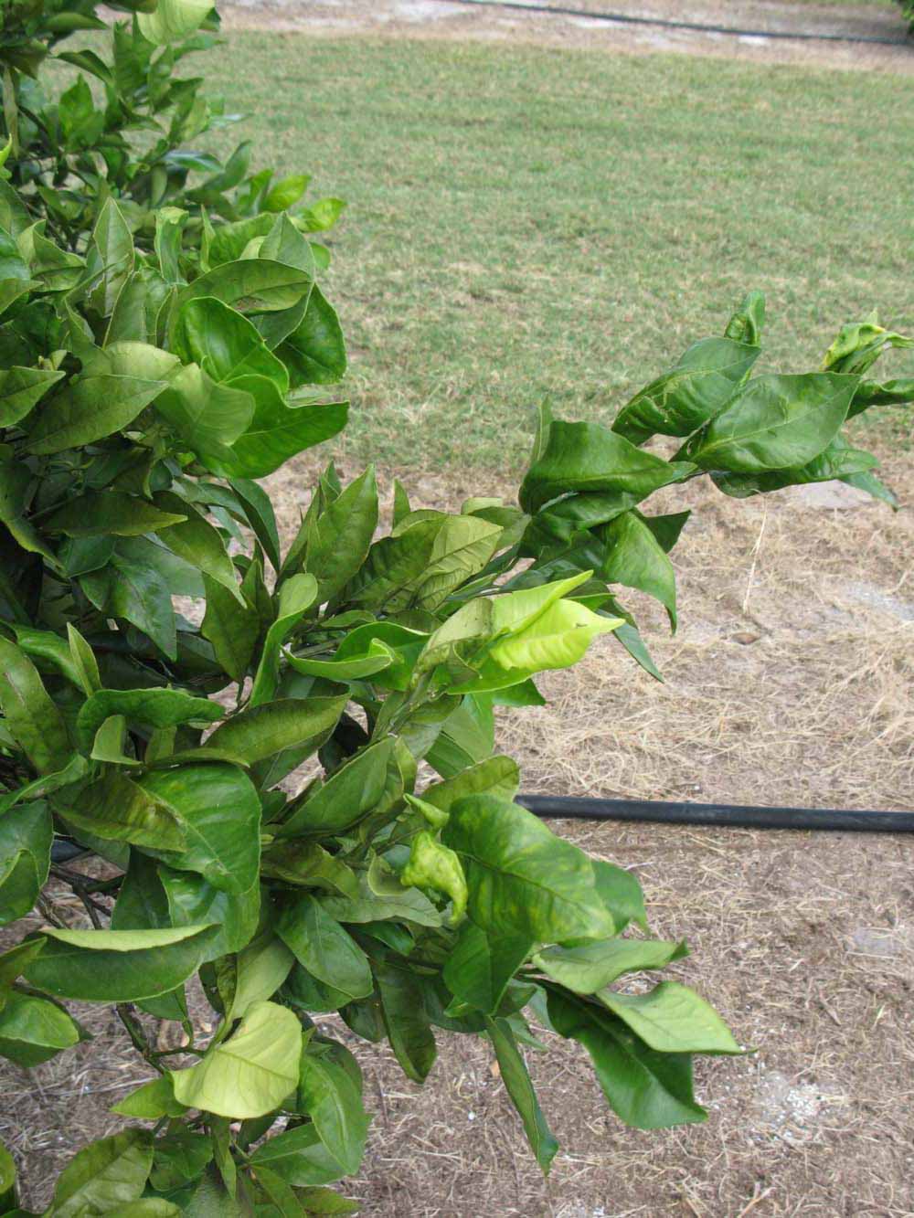              Sun leaves (Winter Haven, FL)       